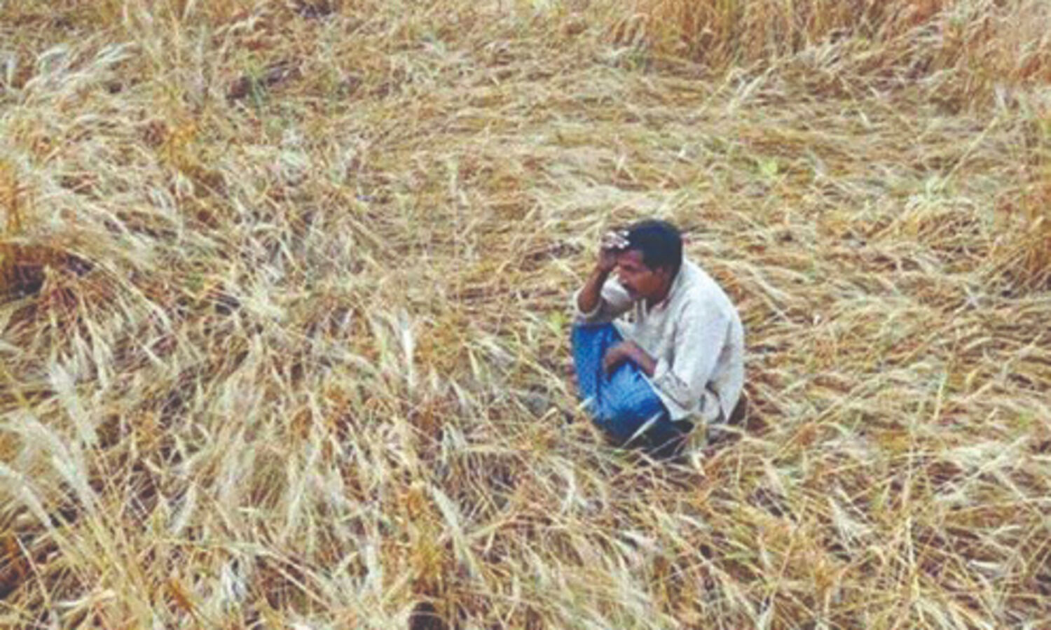 Over 50% agri families in debt in 2019: Survey