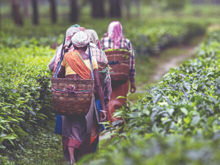 Govt decision to suspend mandatory permission for tea cultivation unlikely to impact industry: Tea Board chief Govt decision to suspend mandatory permission for tea cultivation unlikely to impact industry: Tea Board chief