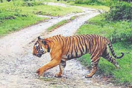 Tiger Census to include survey of carnivores & herbivores Tiger Census to include survey of carnivores & herbivores