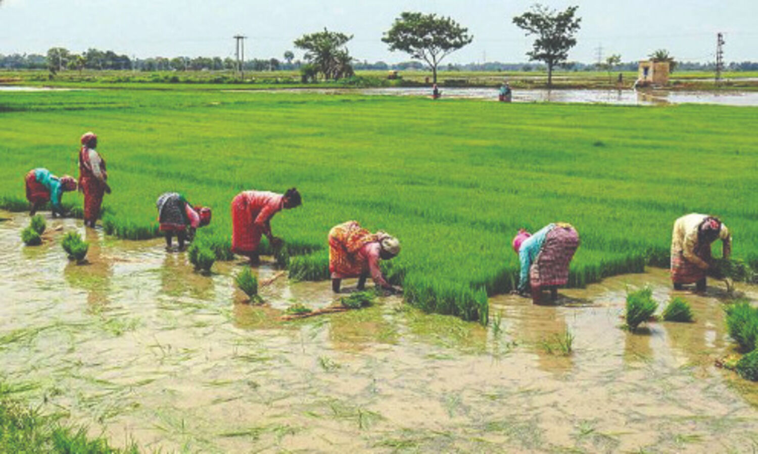 Govt targets 307.33 mt foodgrain production for 2021-22 crop year