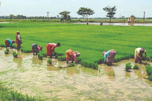 Govt targets 307.33 mt foodgrain production for 2021-22 crop year