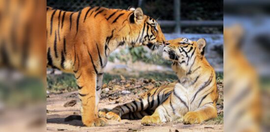 In a first, Bengal to count big herbivores during tiger census