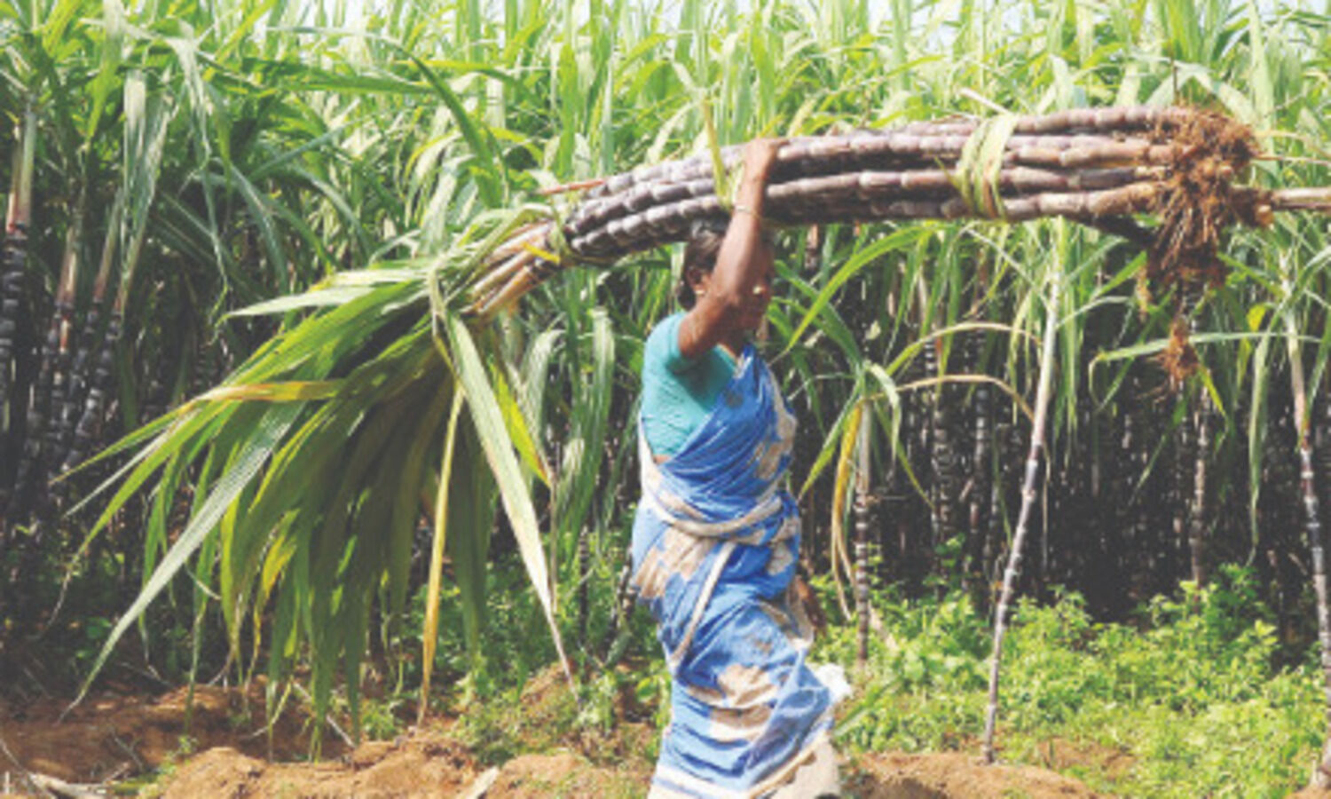 UP hikes sugarcane purchase price by `25/quintal