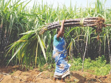 UP hikes sugarcane purchase price by `25/quintal