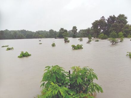 Indiscriminate release of water by DVC & rains likely to hit onion cultivation in state Indiscriminate release of water by DVC & rains likely to hit onion cultivation in state