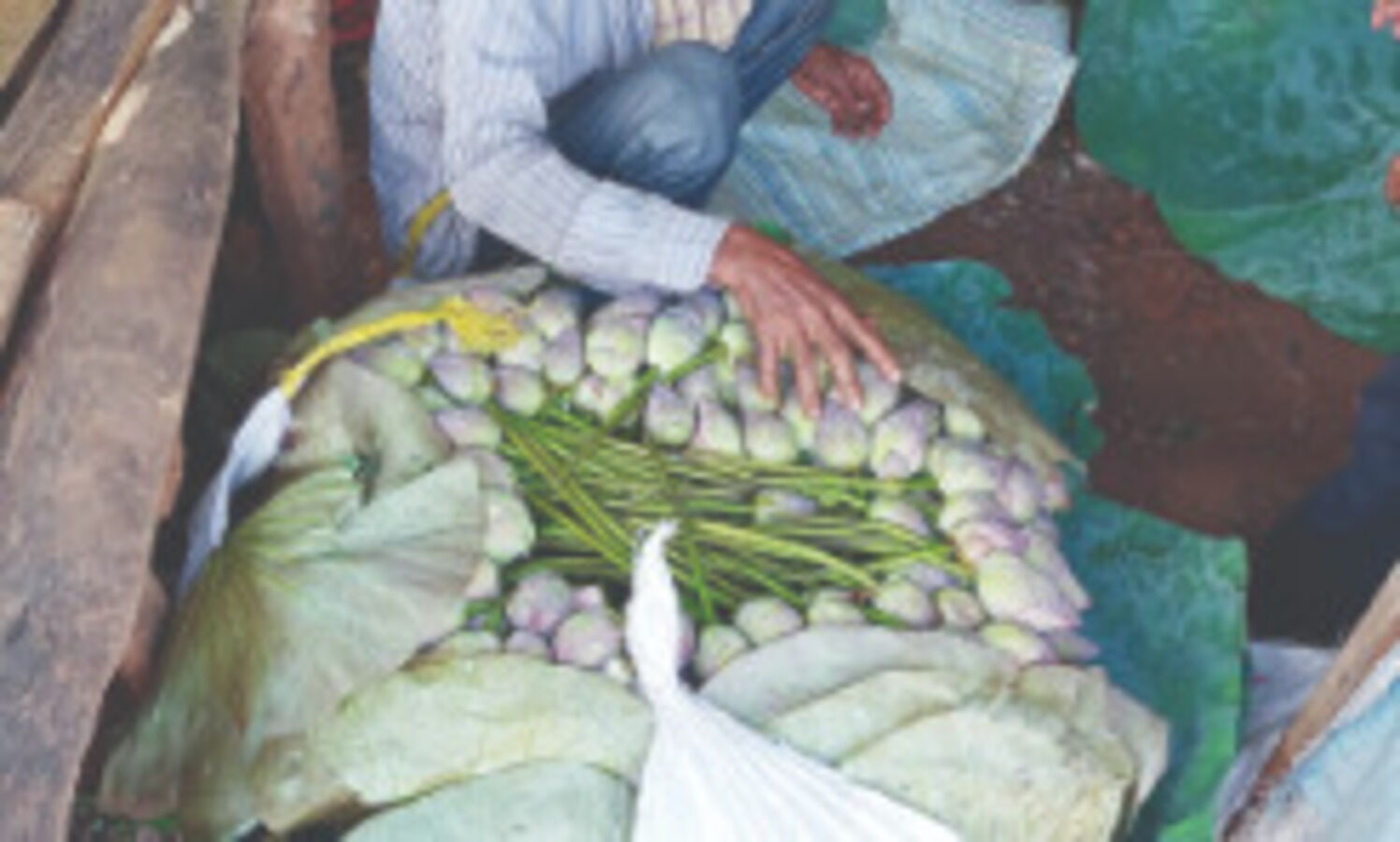 Lotus from Bankura to be sent to Australia for Durga Puja rituals