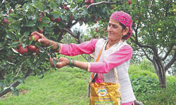 Volatility in apple prices spoils taste for producers, retail buyers