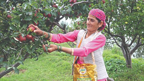 Volatility in apple prices spoils taste for producers, retail buyers Volatility in apple prices spoils taste for producers, retail buyers