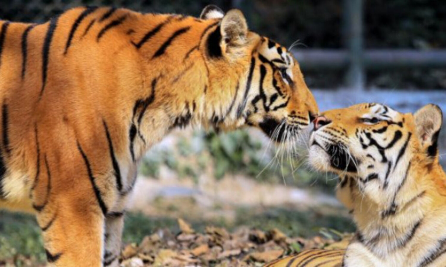 Delhi zoo gets 2 tigresses from Maharashtra for conservation breeding