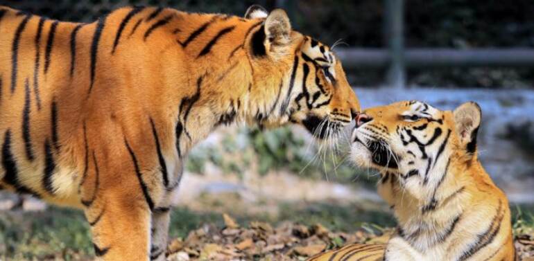 Delhi zoo gets 2 tigresses from Maharashtra for conservation breeding