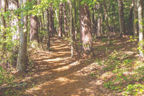Border infra projects: Govt proposes amending Forest Conservation Act Border infra projects: Govt proposes amending Forest Conservation Act