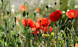 How much is too much?