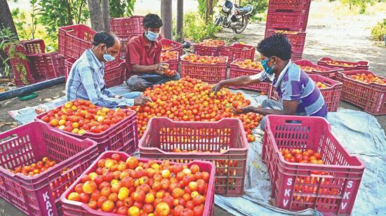 Tomato turns costly on tight supply; prices soar to Rs 72 per kg in metros Tomato turns costly on tight supply; prices soar to Rs 72 per kg in metros