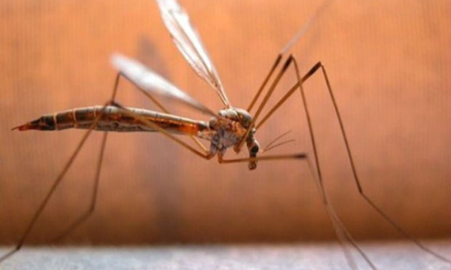 First death due to dengue reported in Delhi this year; 723 total cases: Civic body