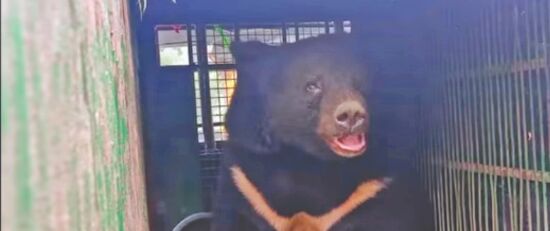Bear that strayed into Darjeeling town caged