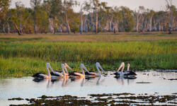 An indispensable ecosystem