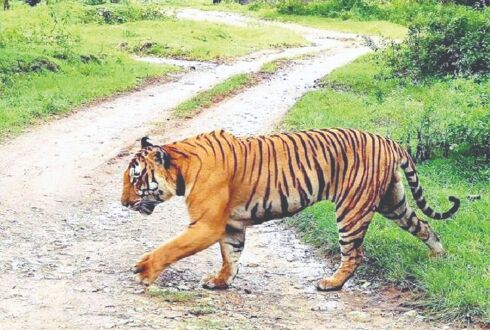 Buxa ranks 8th among all tiger reserves in country