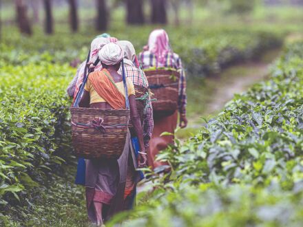 Non-availability of Darjeeling tea: ITA raises issue with Commerce Ministry Non-availability of Darjeeling tea: ITA raises issue with Commerce Ministry