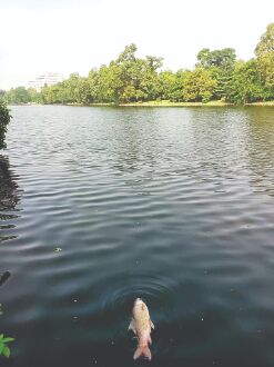 KMDA team inspects Rabindra Sarobar lake after dead fish found KMDA team inspects Rabindra Sarobar lake after dead fish found