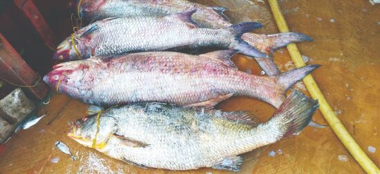 Bumper catch: Over 1.5K kg of fish fetch about Rs 1.88cr Bumper catch: Over 1.5K kg of fish fetch about Rs 1.88cr