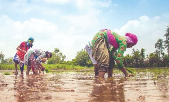 Paddy procurement: State to give incentive of Rs 20/quintal over & above the MSP Paddy procurement: State to give incentive of Rs 20/quintal over & above the MSP