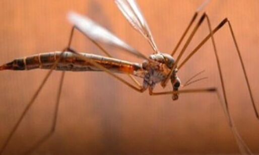 Ten cases of Zika virus confirmed in Kanpur Ten cases of Zika virus confirmed in Kanpur