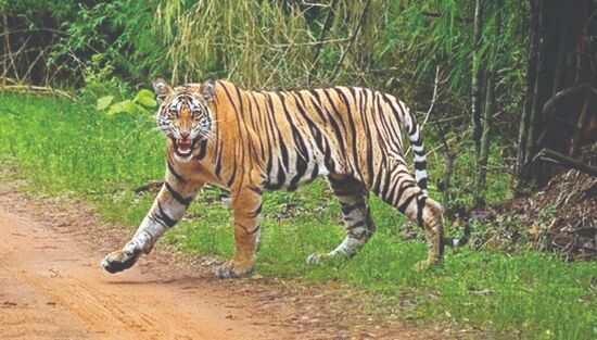 Over 30 tigers left MPs Panna reserve in recent years to find new territory