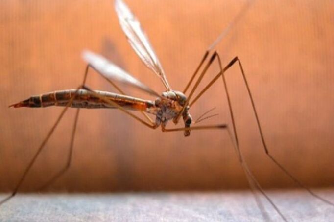 Spike in dengue cases: Central teams sent to 9 states, UTs
