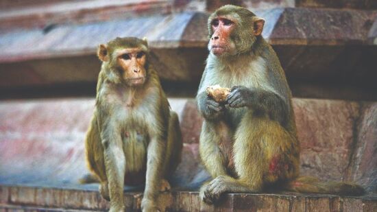 Not a monkey sterilised in Delhi since Centre sanctioned funds in Jan 2019