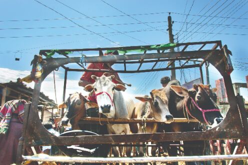 3, including two Bdeshi cattle smugglers, killed in BSF firing 3, including two Bdeshi cattle smugglers, killed in BSF firing