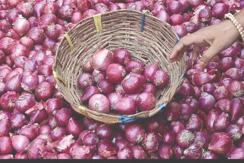 State to offer 50% subsidy for setting up onion cold storage facilities