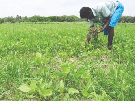 At least 76L farmers to get aid worth over Rs 2500 cr under Krishak Bandhu scheme At least 76L farmers to get aid worth over Rs 2500 cr under Krishak Bandhu scheme