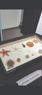 Cal Univs Zoological Museum puts fauna specimens on display for people