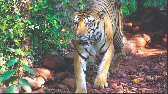 All India Coordinated Tiger Census to be held in Sunderbans in two phases