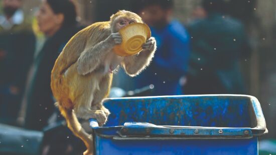 Delhi drops surgical sterilisation plan to control monkey population after 3 years