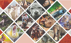 The wild side of civilised