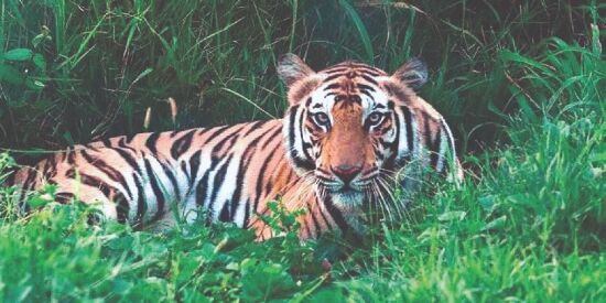 Tiger deaths due to poaching reduced in last 3 years: Environment ministry Tiger deaths due to poaching reduced in last 3 years: Environment ministry