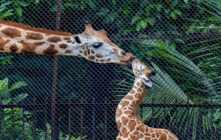 Kolkatas Alipore Zoo introduces short-term adoption of animals Kolkatas Alipore Zoo introduces short-term adoption of animals