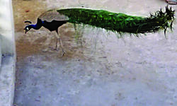 When foraging gets tough