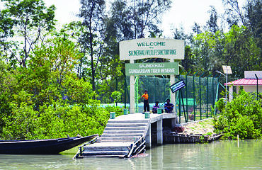 Focus on mangrove cover: Sunderban Divas to be observed on Dec 11, 12 Focus on mangrove cover: Sunderban Divas to be observed on Dec 11, 12