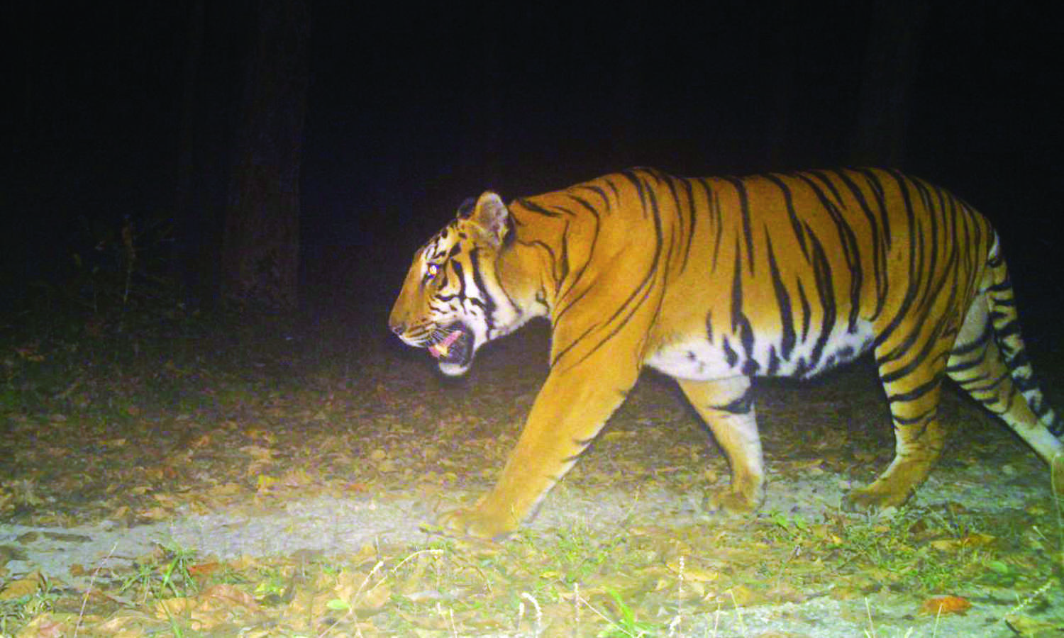 Jungle Safari suspended for next 5 days