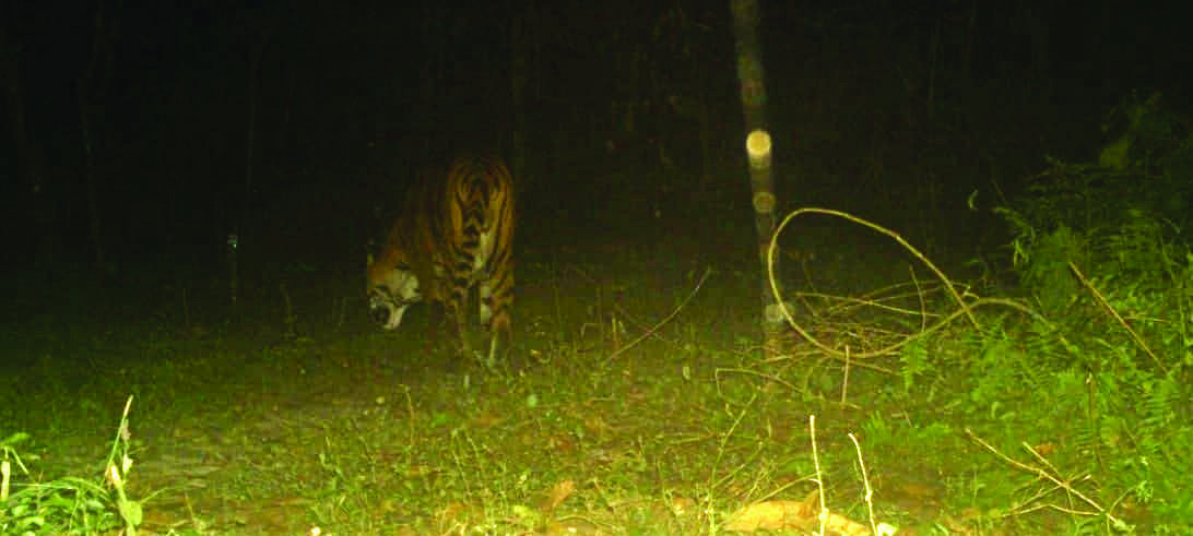 Royal Bengal Tiger spotted in Buxa after 23 years Royal Bengal Tiger spotted in Buxa after 23 years