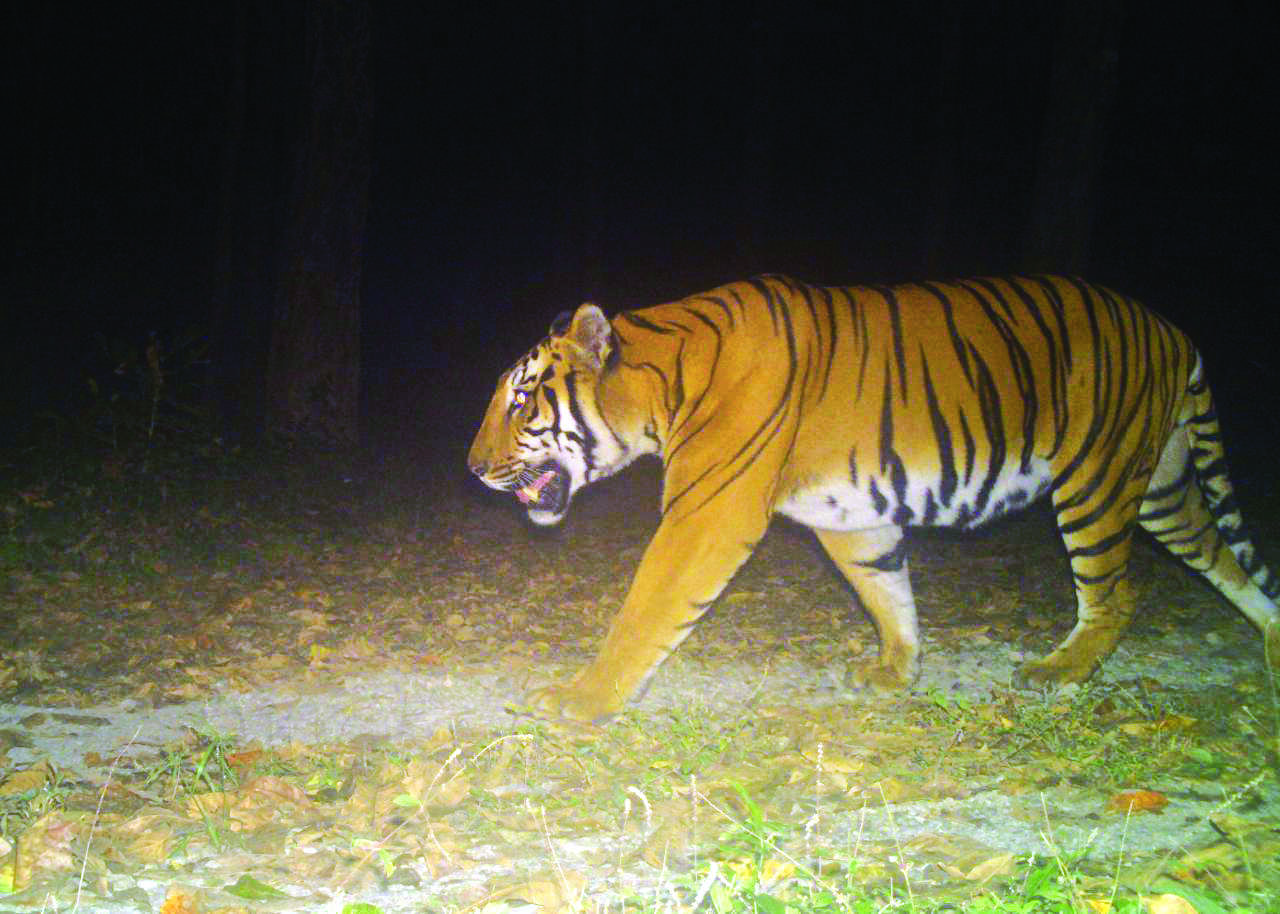 Jungle Safari suspended for next 5 days Jungle Safari suspended for next 5 days