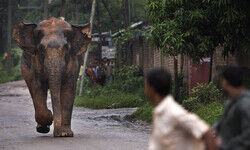 Assam faces rising human-elephant conflict despite Govt claims of mitigation measures Assam faces rising human-elephant conflict despite Govt claims of mitigation measures