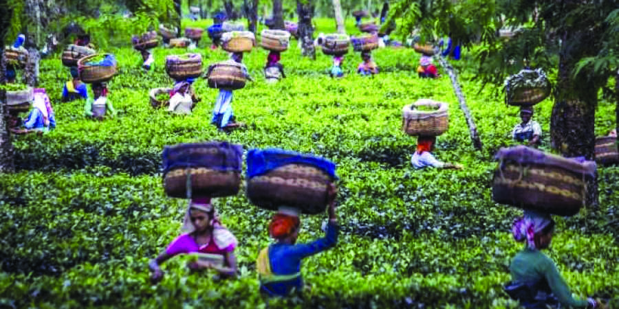 After state intervenes, largest tea garden in Darjeeling dist reopens