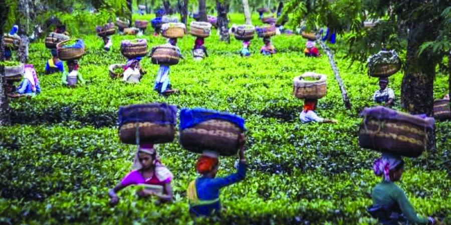 After state intervenes, largest tea garden in Darjeeling dist reopens After state intervenes, largest tea garden in Darjeeling dist reopens