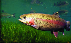 HPs popular trout fish cheer up Sikkim