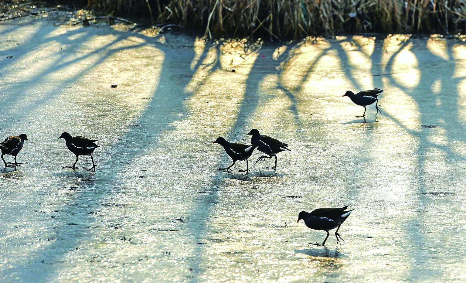 Minimum temperatures in Kashmir remain below freezing point Minimum temperatures in Kashmir remain below freezing point