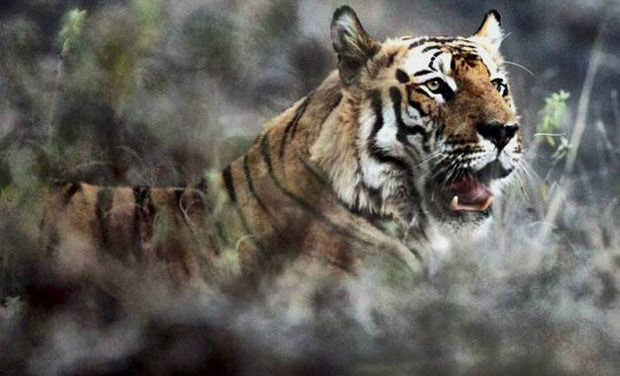 Tiger strays into Kultali area again, villager injured