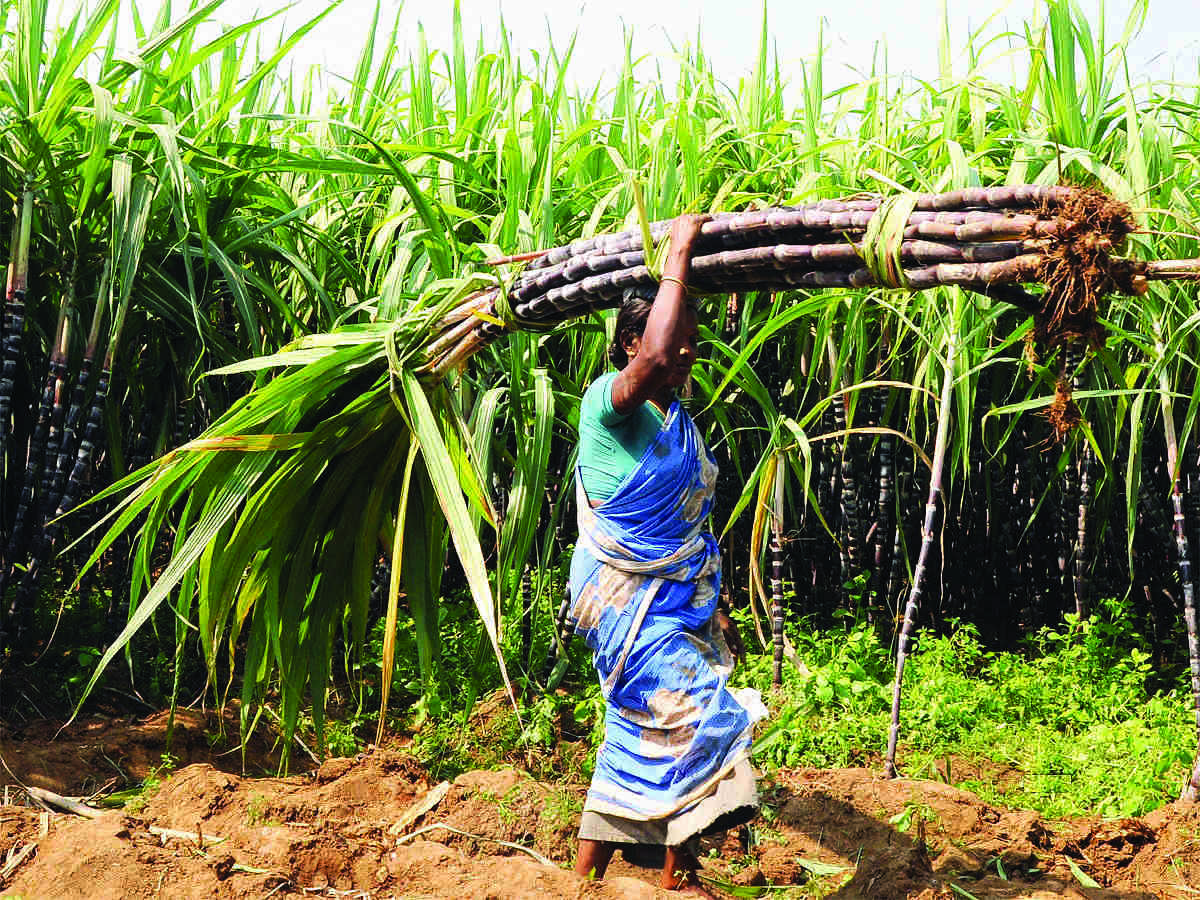 Sugar export subsidies: India appeals against WTO ruling Sugar export subsidies: India appeals against WTO ruling